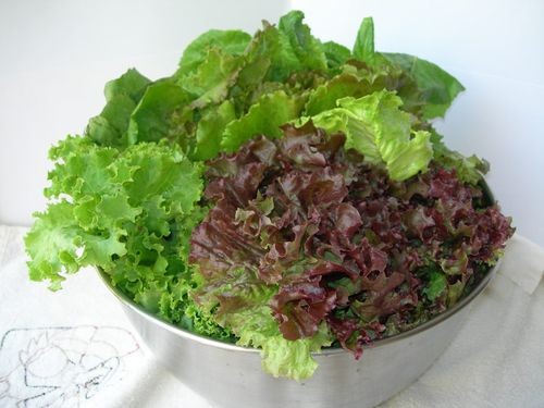 Bất ngờ công dụng cải thiện khả năng sinh sản của rau diếp