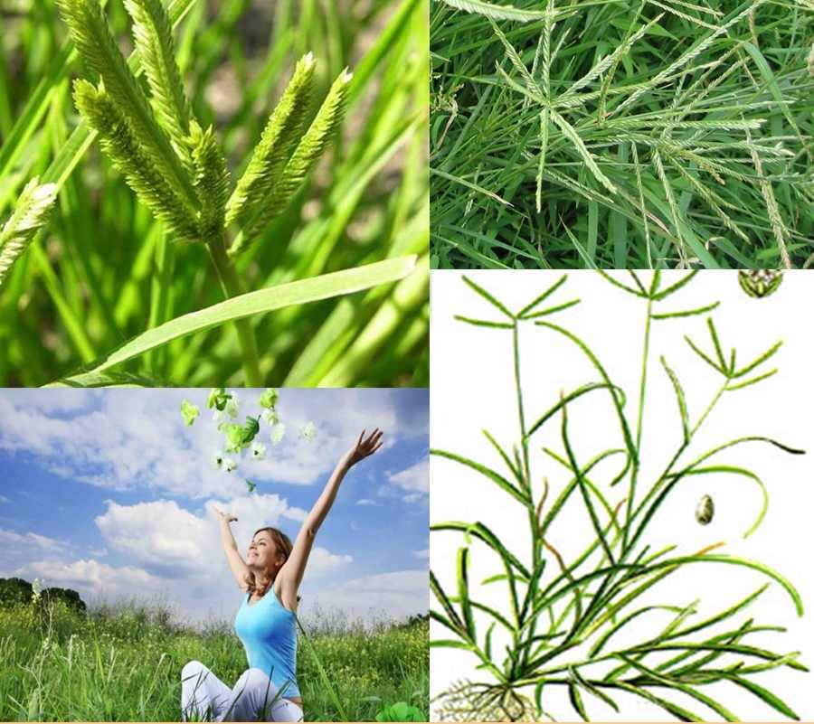 Bài thuốc chữa bệnh dân gian mà cực kì hiệu quả " cỏ mần trầu"